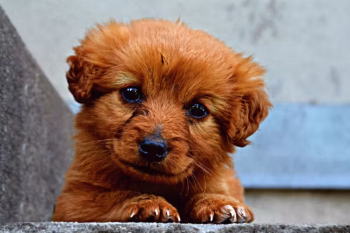 Puppycursus