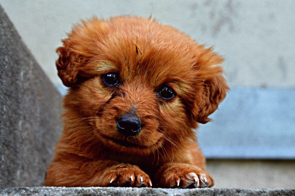 Puppycursus